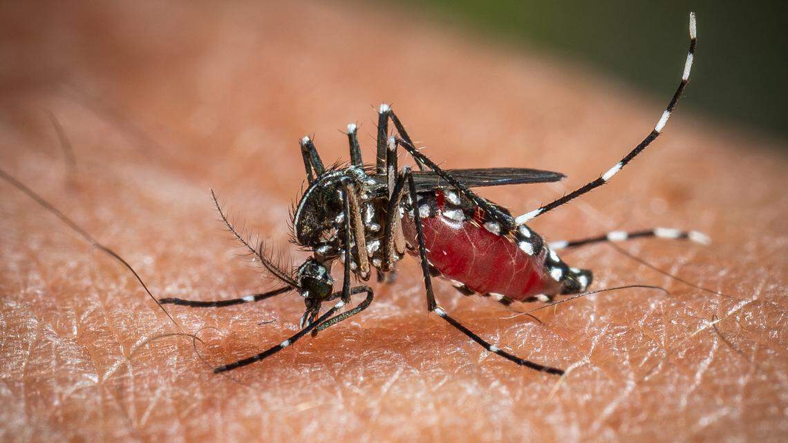 West Nile virus found in Centre County mosquitoes. What is the current risk?
