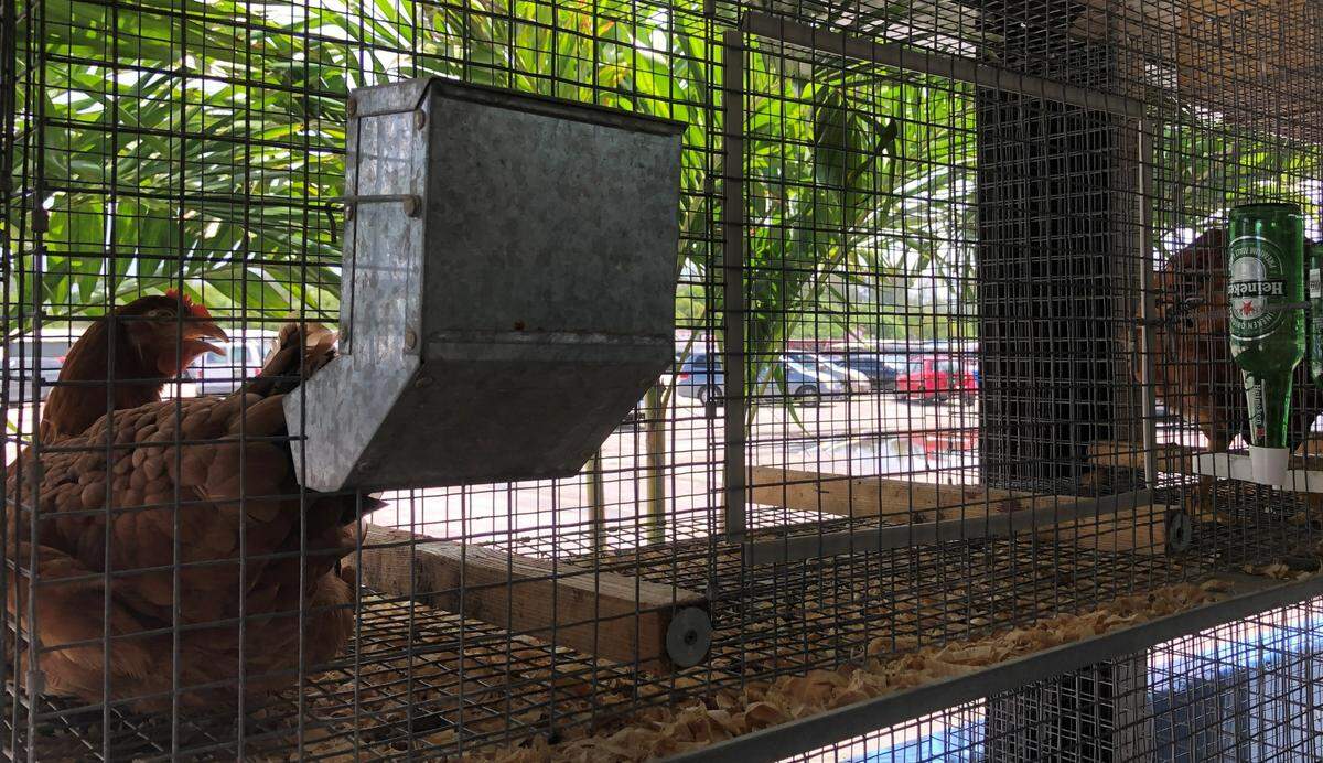 Venta de gallos, gallinas y conejos en un puesto dentro del mercado de Opa-locka Hialeah, junio 8, 2022