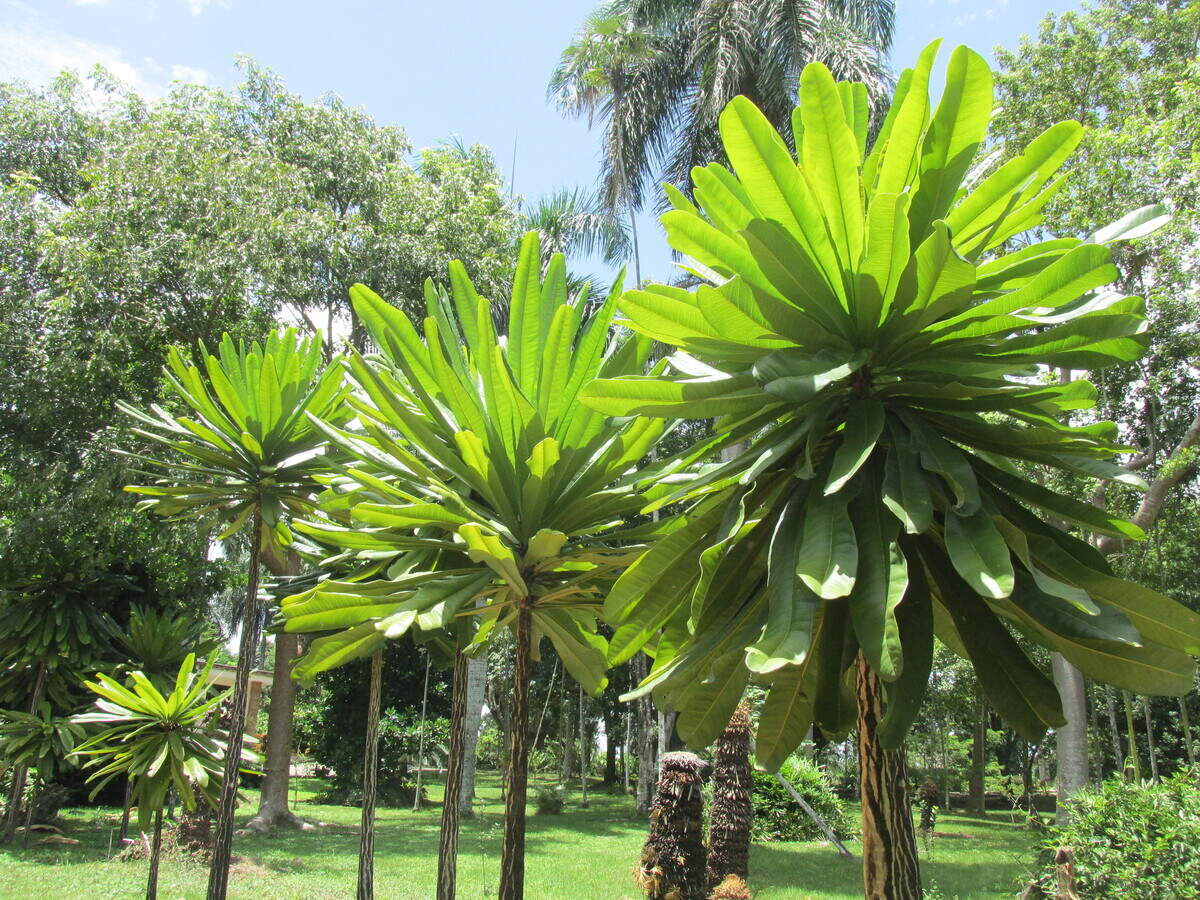 La Puya domingensis es una hermosa planta exclusiva de la República Dominicana.