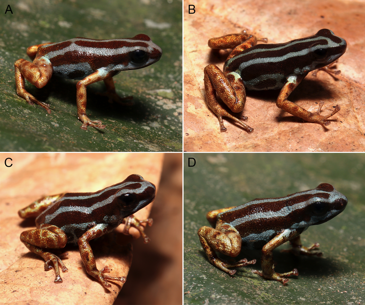 Varias tomas de la ranitomeya aetherea, o rana venenosa celestial, una nueva especie hallada en Brasil. 