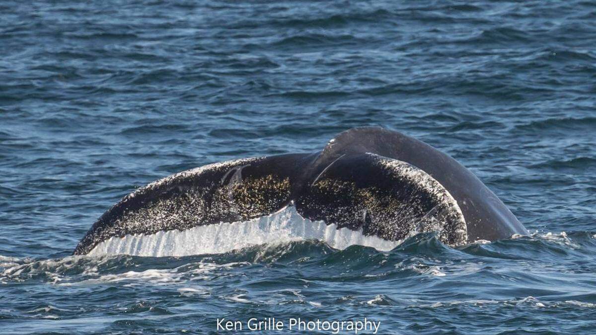 La hermosa ballena jorobada fue vista en la Bahía de Cape Cod. 