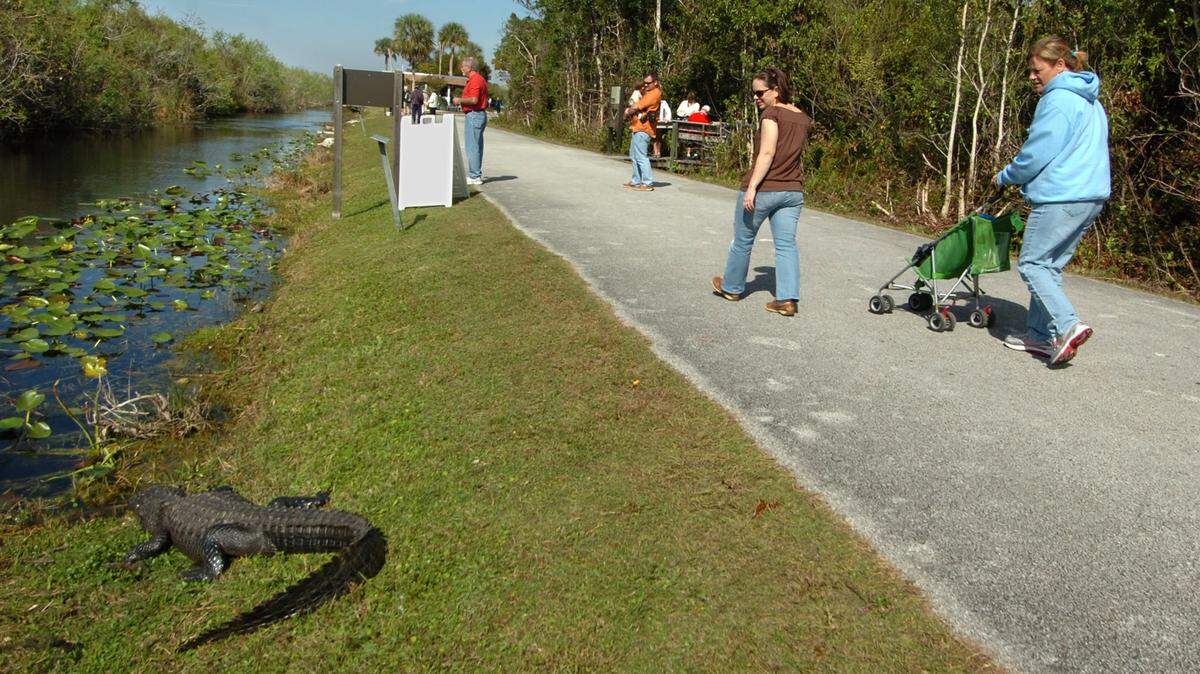 Los visitantes pasean junto a uno de los muchos caimanes cerca del centro de visitantes en Shark Valley en el Parque Nacional Everglades.