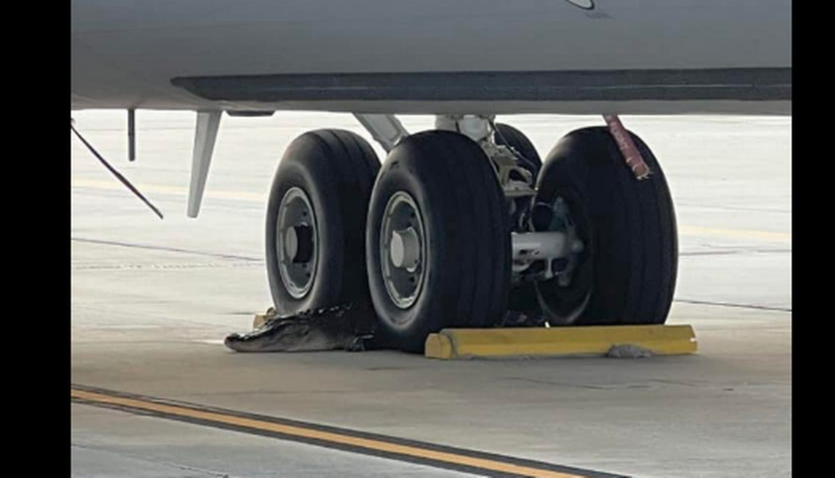Caimán en base Aérea.
