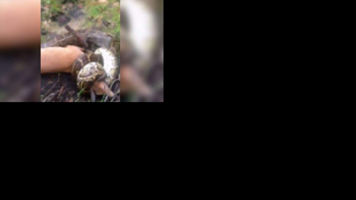 Tanto el pitón como el venado estaban inmóviles cuando Jimmy Wilson se les acercó y filmó el encuentro en video con su teléfono celular.