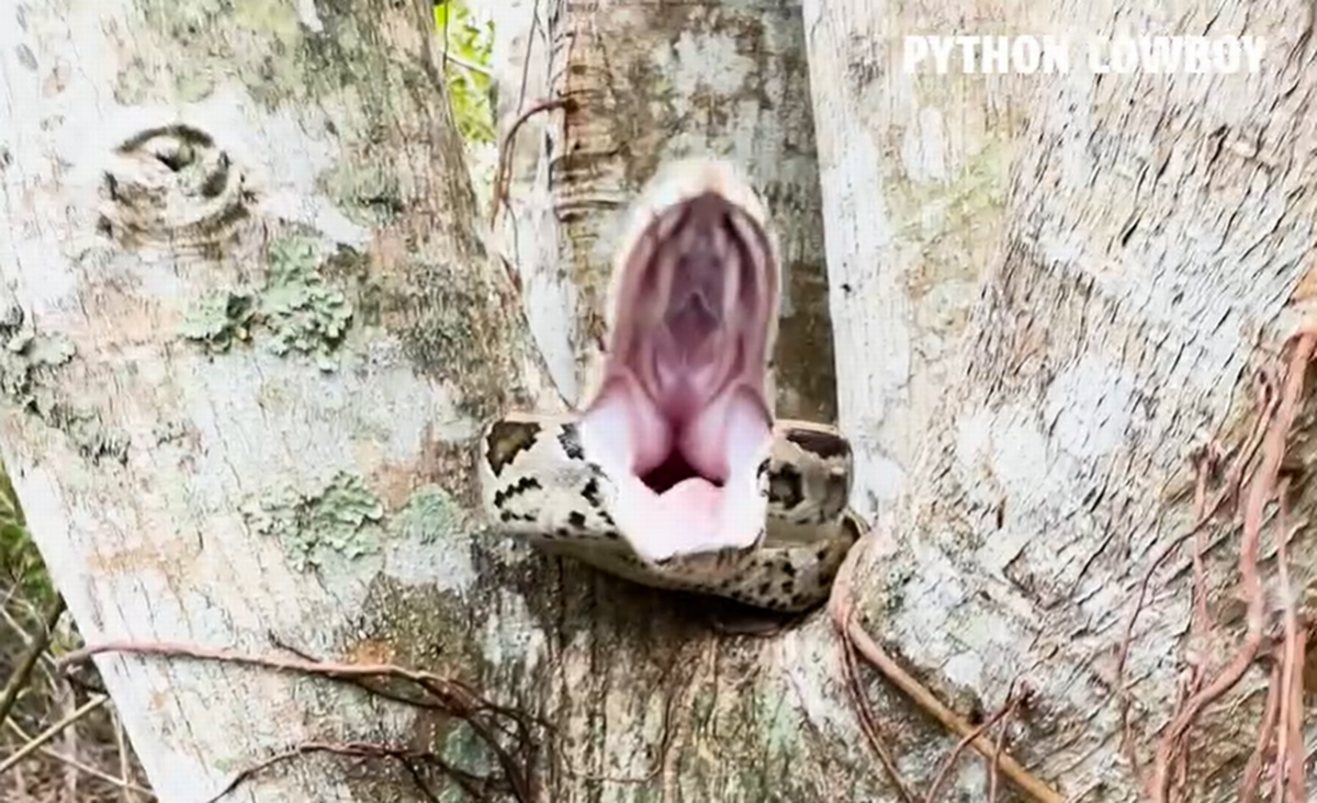 Así es como se ve una pitón birmana invasora que se lanza contra ti desde un árbol en el desierto de Florida, según muestra un video. Captura de pantalla del video de Python Cowboy.