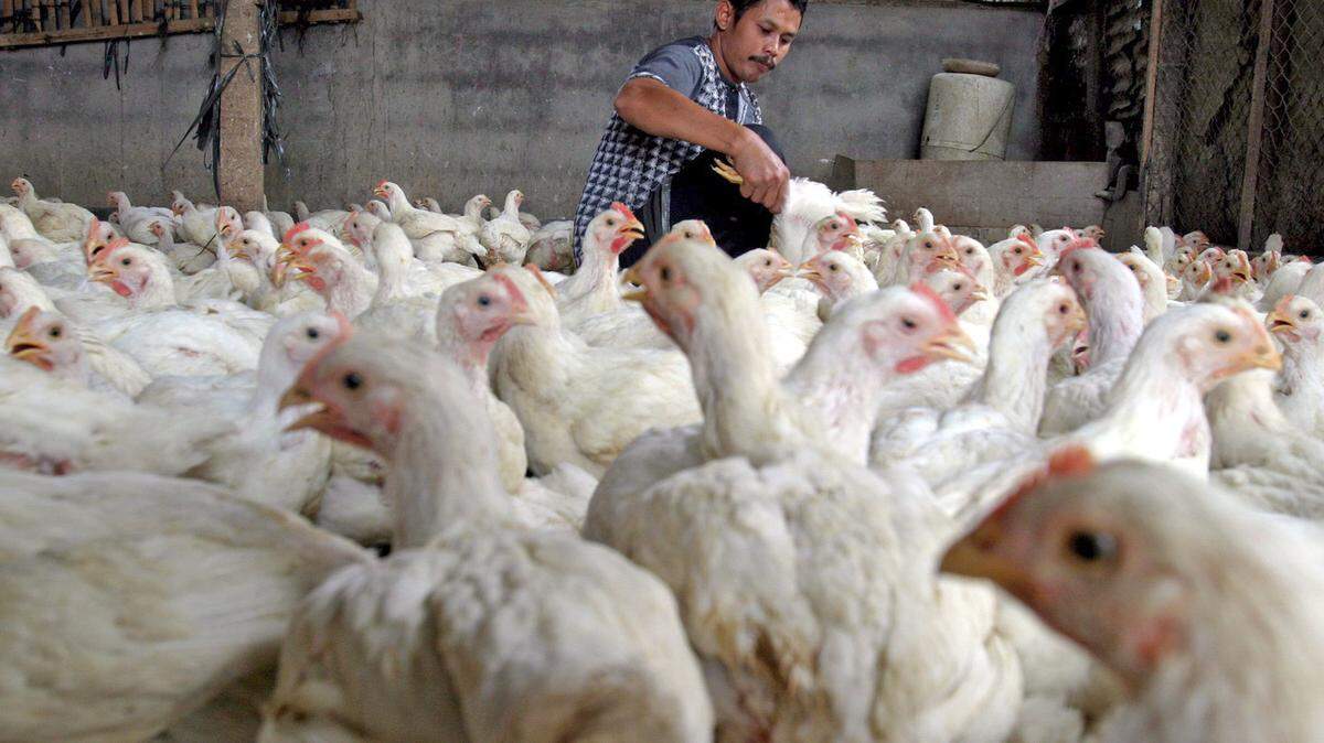 Los pollos de engorde suman 23,000 millones de ejemplares vivos, y su biomasa triplica a la de todas las aves silvestres.