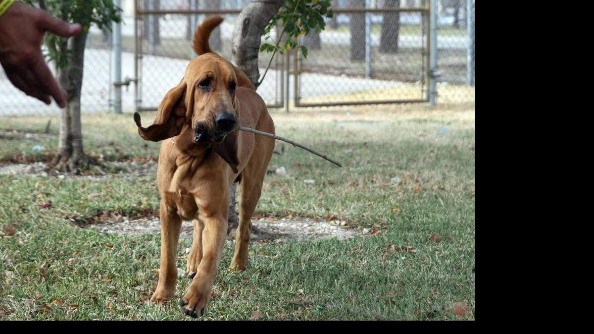  Jimmy, un sabueso de siete años.