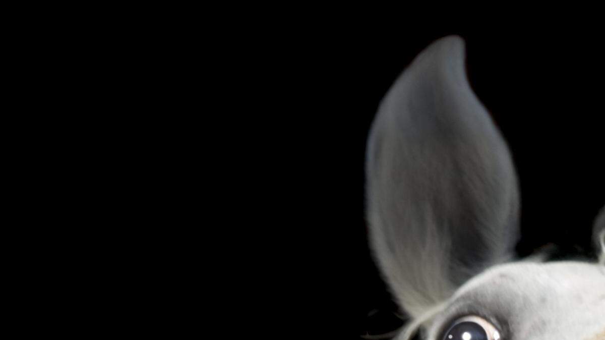 Expertos en comunicación de mamíferos indicaron que los caballos, de igual forma que los humanos, utilizan músculos de la nariz, los ojos y los labios para alterar sus expresiones faciales en diferentes situaciones.