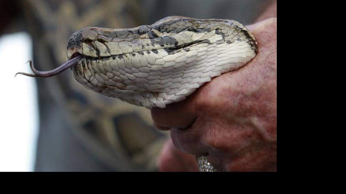 La mayor parte de los reptiles fueron capturados por cazadores experimentados que tienen permisos para cazar regularmente pitones en tierras estatales. 