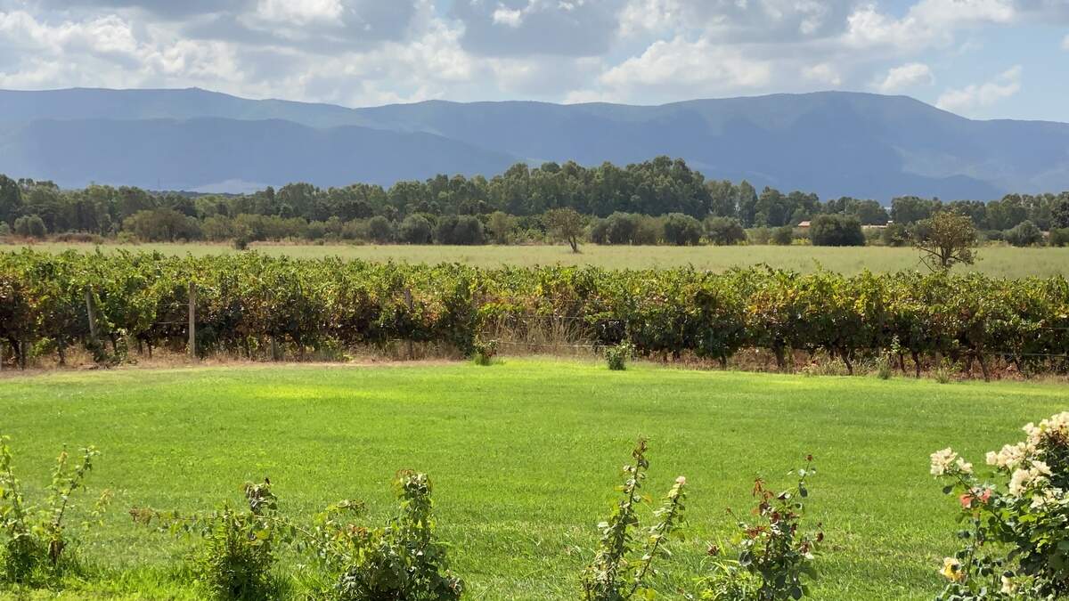 Viñedo del sur de Cerdeña