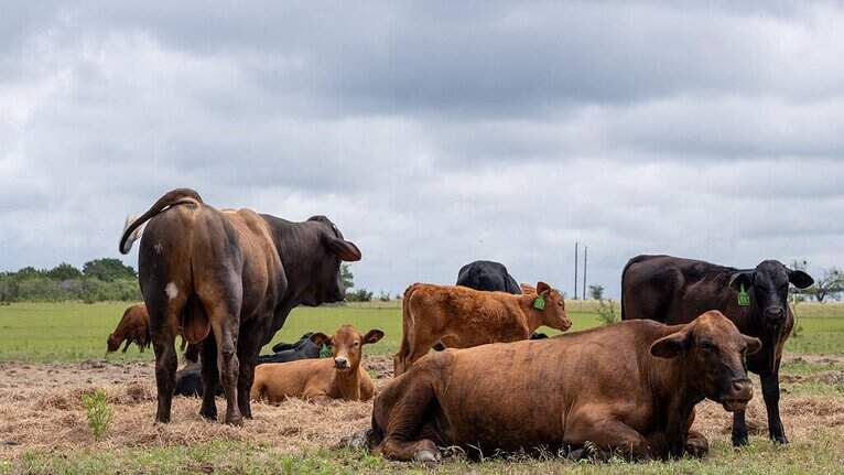 As Florida braces for screwworm, Agriculture Department passes emergency rules