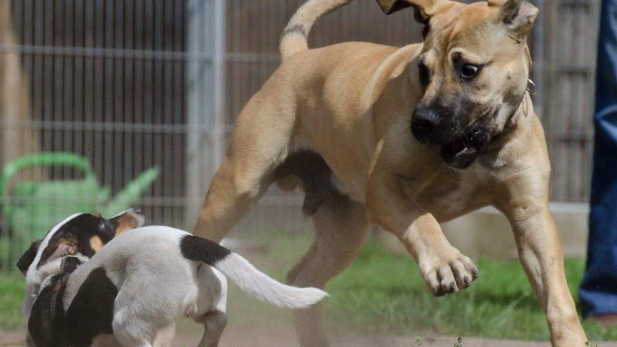 Los perros pequeños viven más que los grandes - PXHERE