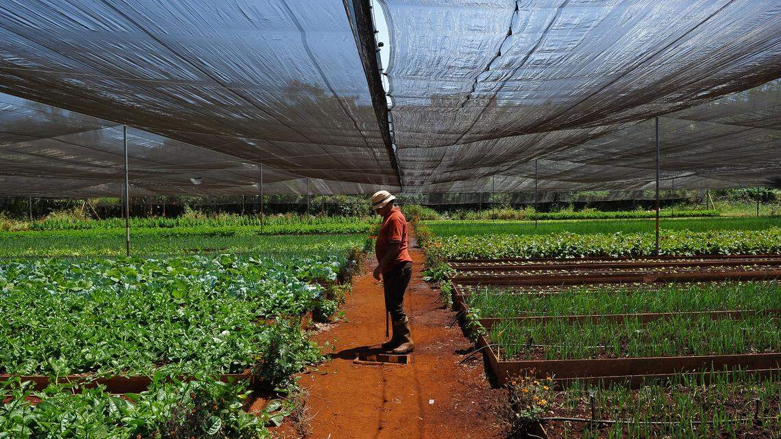 Estancada en la crisis, Cuba usa los desechos de peces para producir alimentos ‘inocuos’