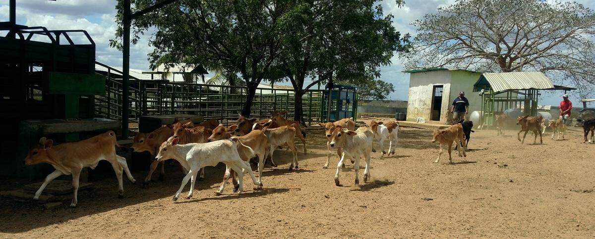 Ganado en la finca de Leydi Dorante en Guárico, Venezuela.