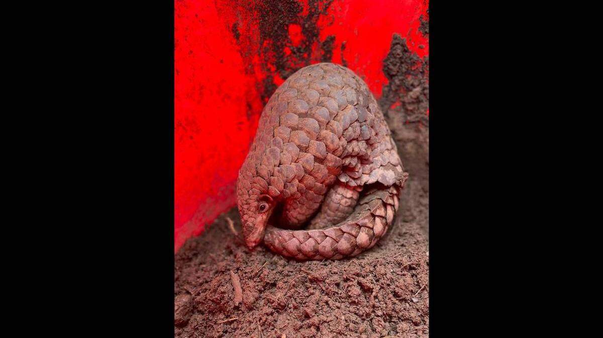 Tras estudiar toda la información del ADN del animal, los biólogos concluyeron que se trataba de una nueva especie: el pangolín indobirmano.