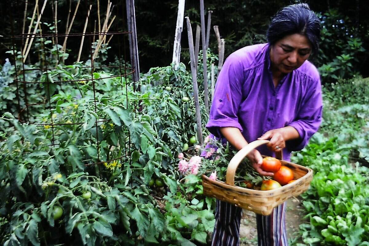 Toshiko Takaezu recogiendo sus propios tomates en el huerto de Flemington, New Jersey.