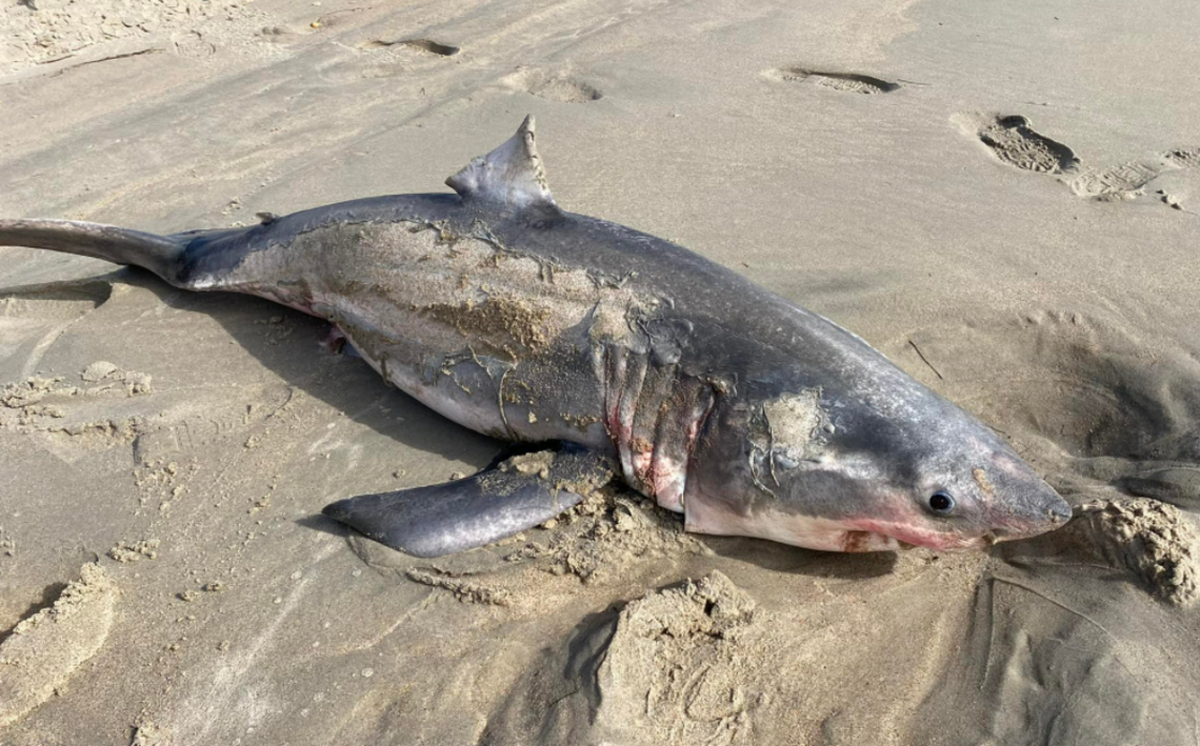 Una pareja de Virginia que busca conchas marinas en la playa de Outer Banks encuentra un tiburón de 6 pies el domingo 6 de febrero. Estaba muerto. FOTO CORTESÍA DE DANA ROSE