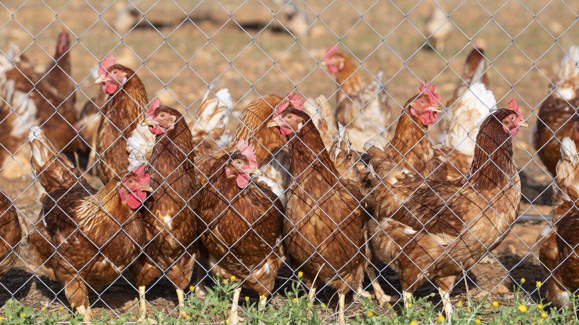 Free range hens are pictured in a farm in Marratxi, on the Spanish island of Mallorca, on November 13, 202. Spain today extended poultry confinement measures to all its regions, after initially restricting birds to indoor enclosures in high-risk areas, the agriculture ministry said. Ducks and geese must be raised separately from other birds, and poultry will be banned from fairs, exhibitions, and cultural events. No end date has been announced. (Photo by Jaime REINA / AFP) (Photo by JAIME REINA/AFP via Getty Images)