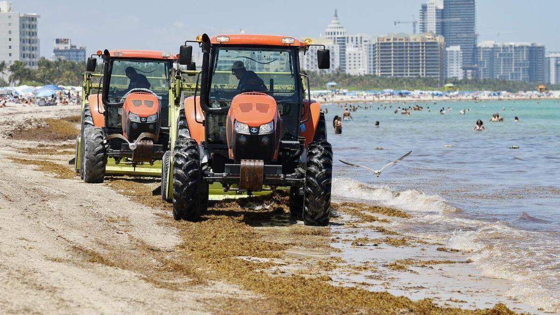 El problema del sargazo en Miami se está disparando. ¿Tiene la culpa el cambio climático?