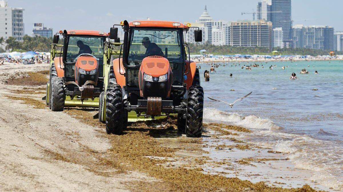 El Condado Miami-Dade invierte cerca de cuatro millones de dólares para retirar el sargazo de sus playas y trasladarlo al vertedero, tal como se observa en el muelle de South Pointe Park.