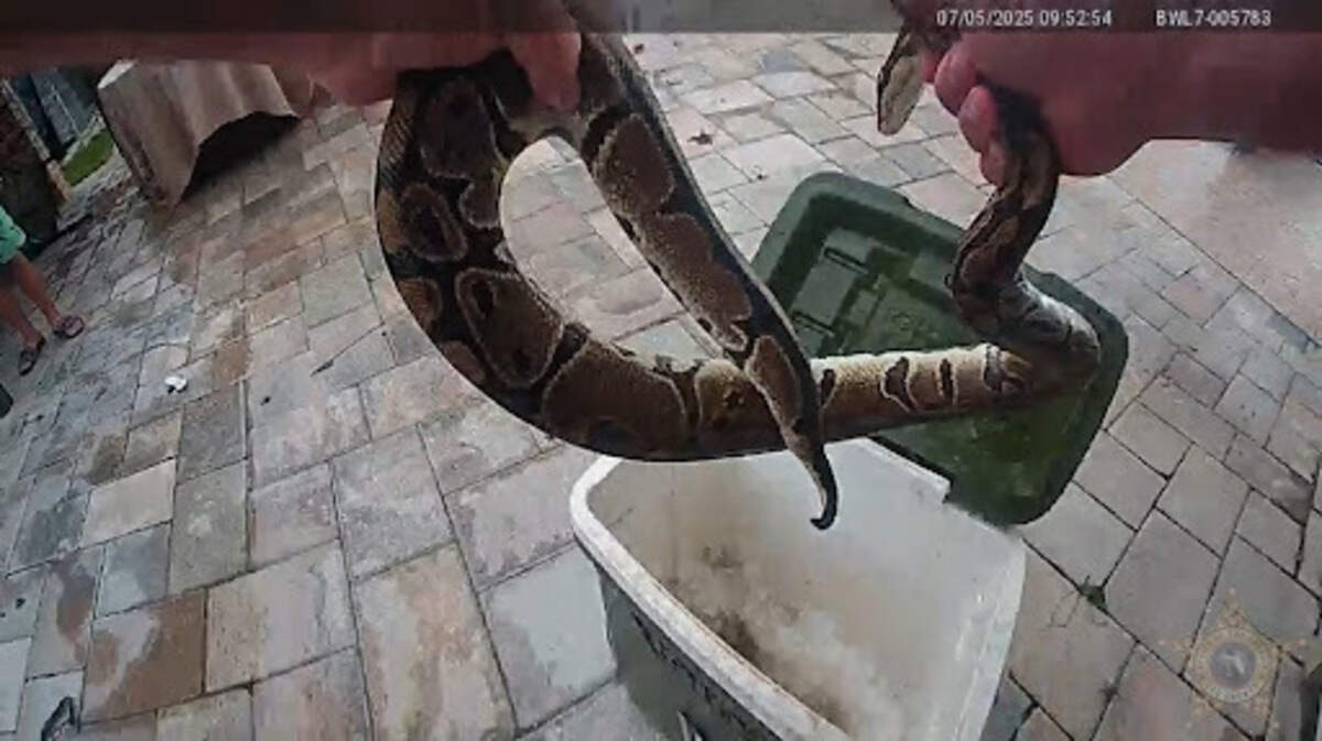 Una familia de Florida vivió un momento de terror cuando notaron algo moviéndose junto a su piscina.