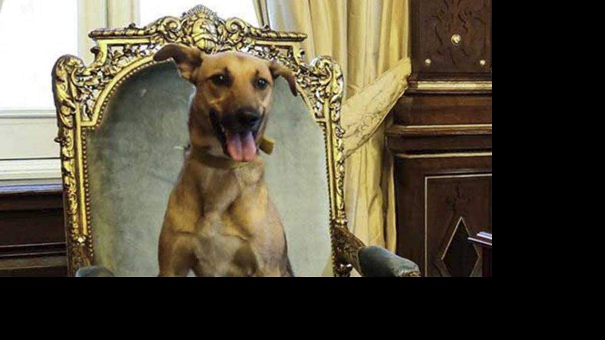 Balcarce, el perro de Macri, sentado en el sillón presidencial. 