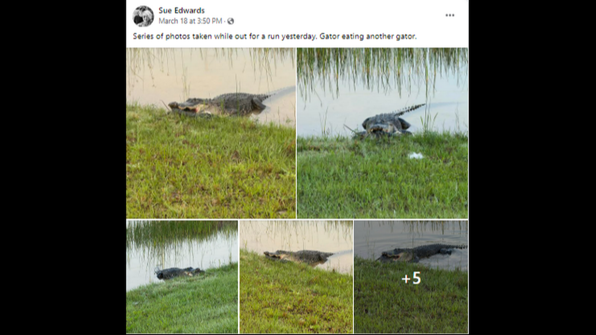 Edwards tomó una serie de fotos, que compartió con los 117,000 seguidores del grupo de Facebook, Alligators of Florida.
