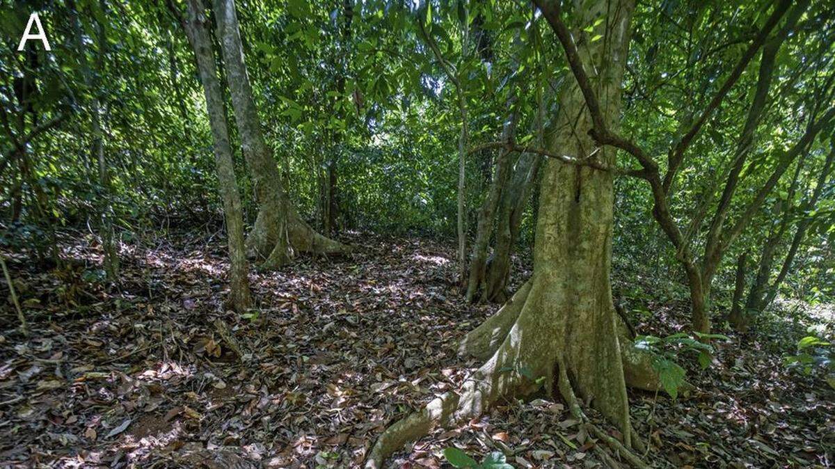 Investigadores descubren cerca de una parada de autobús en la India a criatura ‘parecida a un dragón’ con ‘fuertes’ garras. Se trataba de una nueva especie.