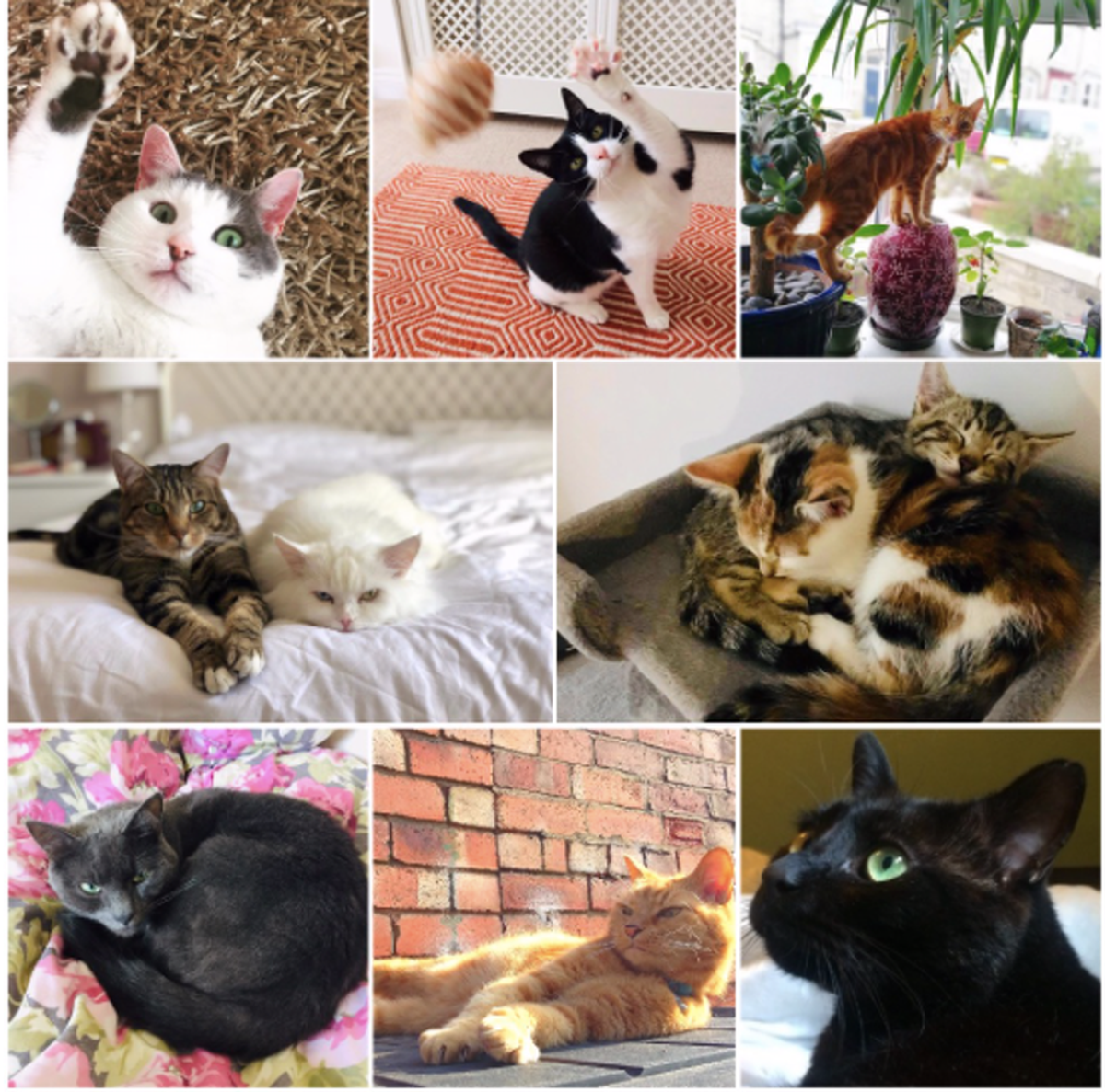 De izquierda a derecha y de arriba abajo: Levi, Noa, Charlie, Simon y Chris, Rocket y Luna, Smokey Joe, Barry y Pod.