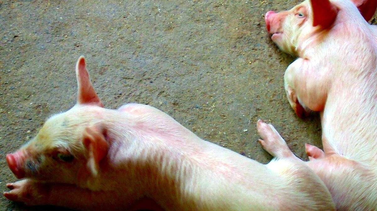 Imagen de archivo de cría de cerdos, también conocidos como lechones. Ante la escasez de pienso, Cuba recurre a alternativas alimentarias como el polvo de arroz.