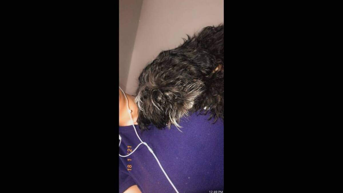 Binnie, un cachorrito negro de la raza shih tzu, fue robado de en un edificio de apartamentos de Boca Raton el 21 de junio del 2021, según dijo la policía del Condado Palm Beach. Semanas después que la culpable fue arrestada, el perro fue devuelto a su dueña.