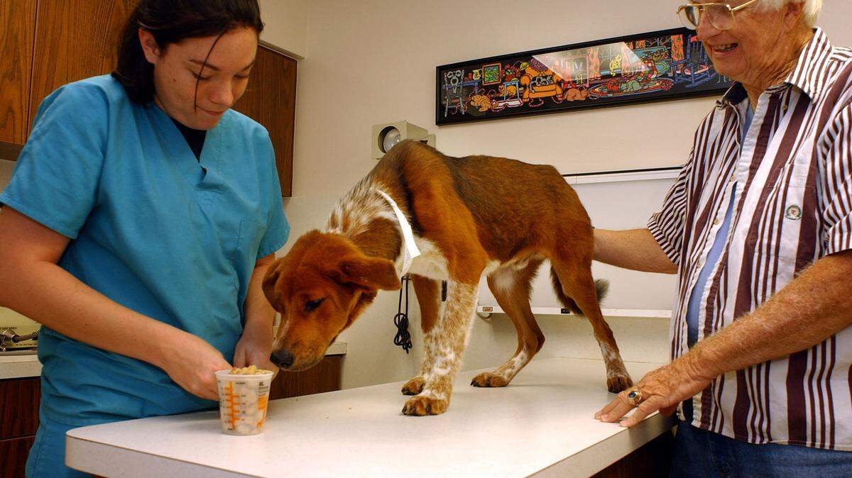 broward 5/17/05 walter michot/miami herald staff Michelle Hite,vet assistant, at the Hollywood Animal Hospital in Hollywood,fl., feeds a treat to “Spot” a 9 month old mixed puppy that was abused with a metal wire strung through its mouth and around neck. Owner is charged with animal cruelty and neglect. Allen Babcock, President of Dog&Cat Rescue,Inc. talks about “Spot.”