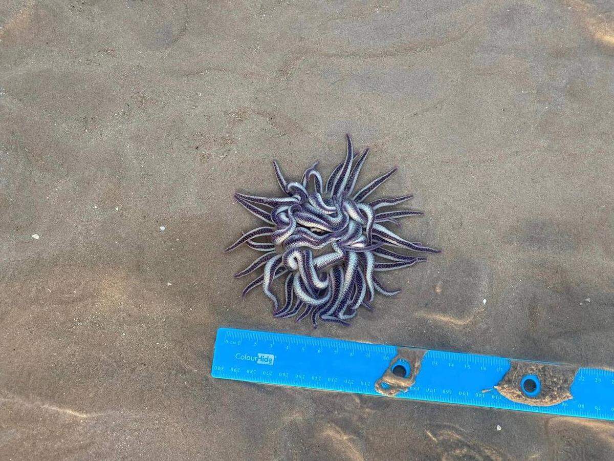 En la foto, la anémona armada que se descubrió en Broome, Australia.