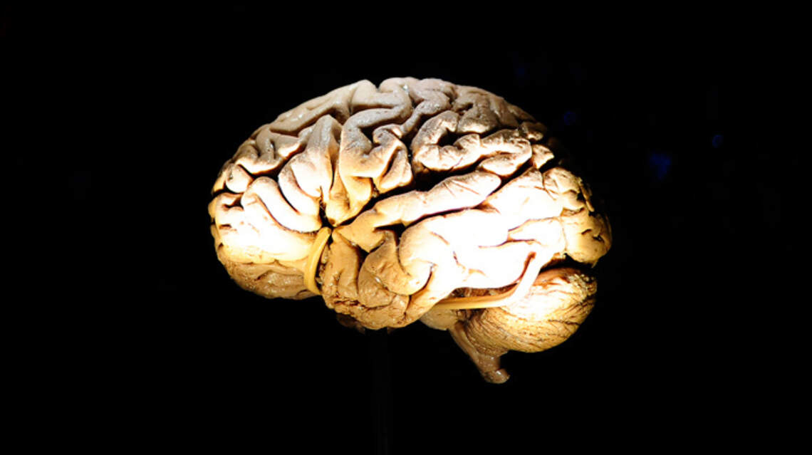 El cerebro pasa por 5 fases en la vida, que cambian a los 9, 32, 66 y 83 años