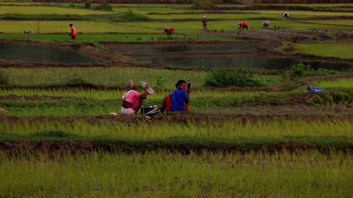 Mujeres granjeras trabajan en un sembradío de arroz en Bhubaneswar, en el estado Odisha al este de India, el 23 de agosto de 2024.
