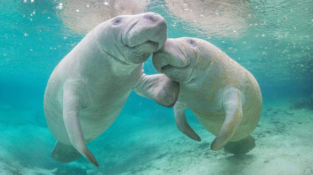 Los Everglades proporcionan un hábitat importante para numerosas especies en peligro de extinción, como el manatí, el cocodrilo americano y la pantera de Florida. En la foto, dos manatíes juegan en los manantiales de Three Sisters Spring, en Crystal River, al noroeste de Orlando, Florida.