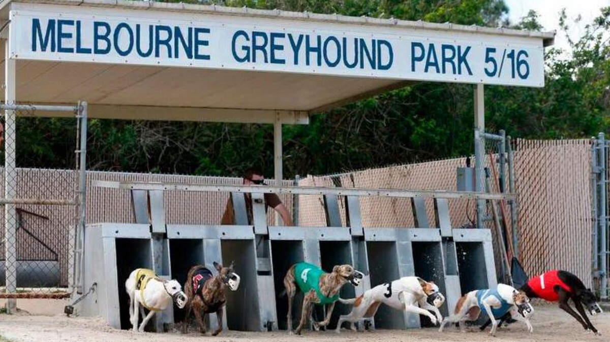 Los galgos salen de la puerta de salida en el Club / 52 Melbourne Greyhound Park en Melbourne, Florida, el 14 de febrero de 2018.
