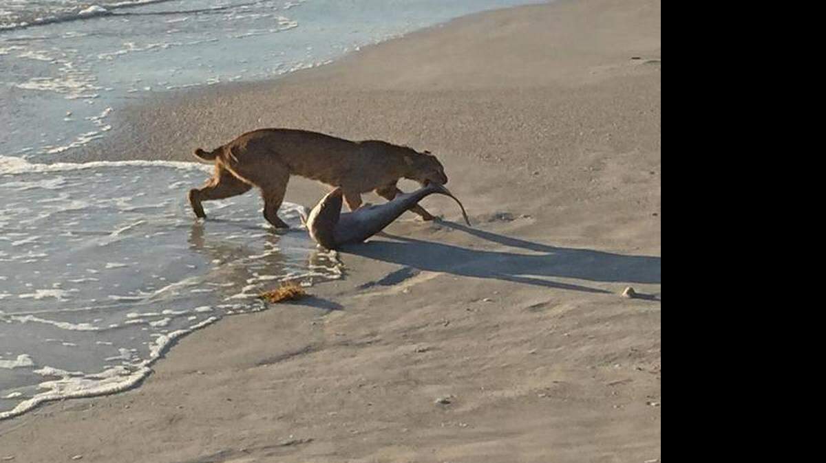 Bailey usó su iPhone y pudo tomar una rápida fotografía antes que el felino soltara al tiburón y corriera hacia las malezas cercanas.