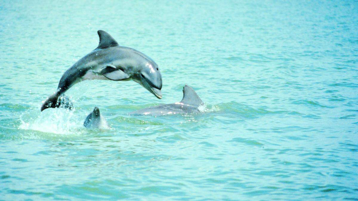 Foto de archivo. Delfines nadan en Fort Myers Beach. 