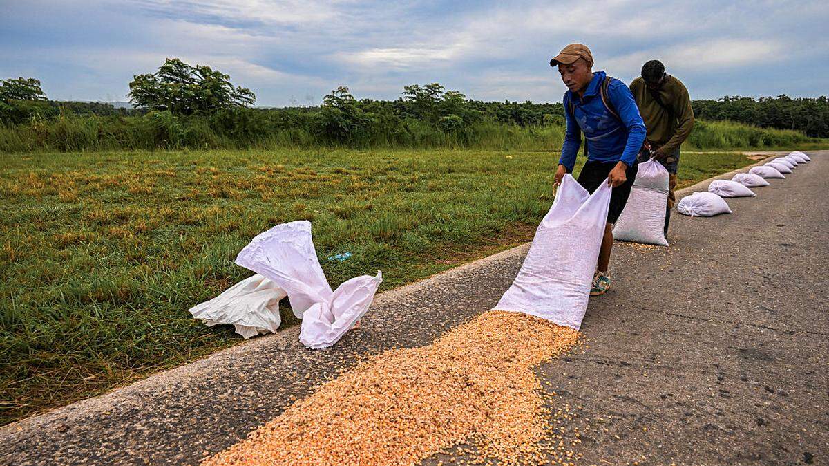 Dos hombres extienden granos de maíz en la calle para que se sequen en San Nicolás de Bari, provincia de Mayabeque, Cuba, el 23 de julio de 2025.