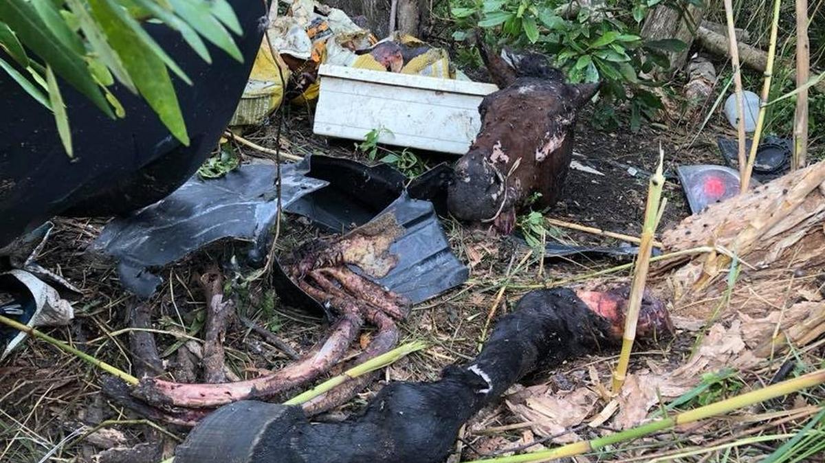 Varios cráneos y patas de caballos fueron encontradas este miércoles en una finca del noroeste de Miami-Dade.