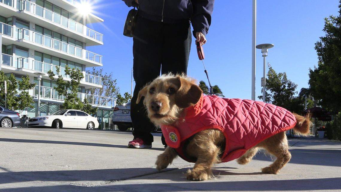 Friedel, the dog, needed a sweater on a chilly morning in Miami Beach in this 2018 file photo.