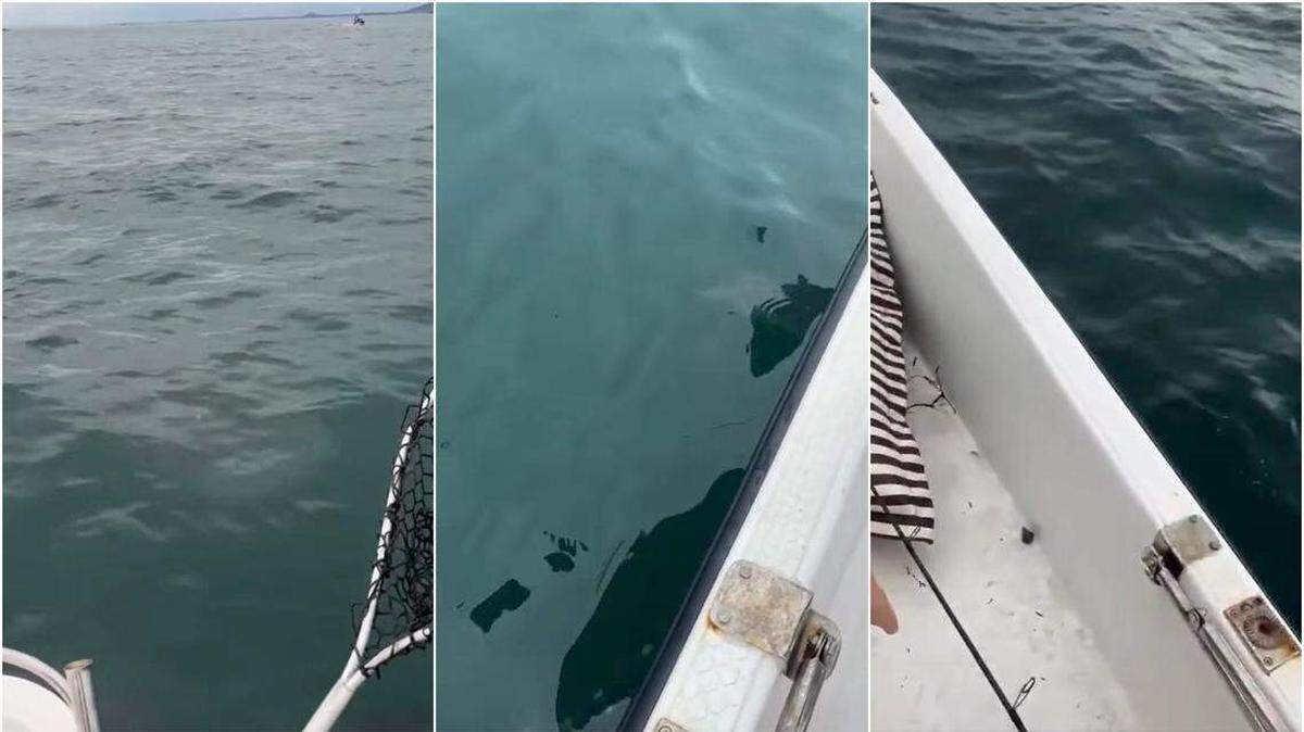 Pescadores en un parque nacional de Tailandia quedaron atónitos cuando una enorme criatura marina se acercó a su embarcación. Un video muestra este inusual avistamiento.