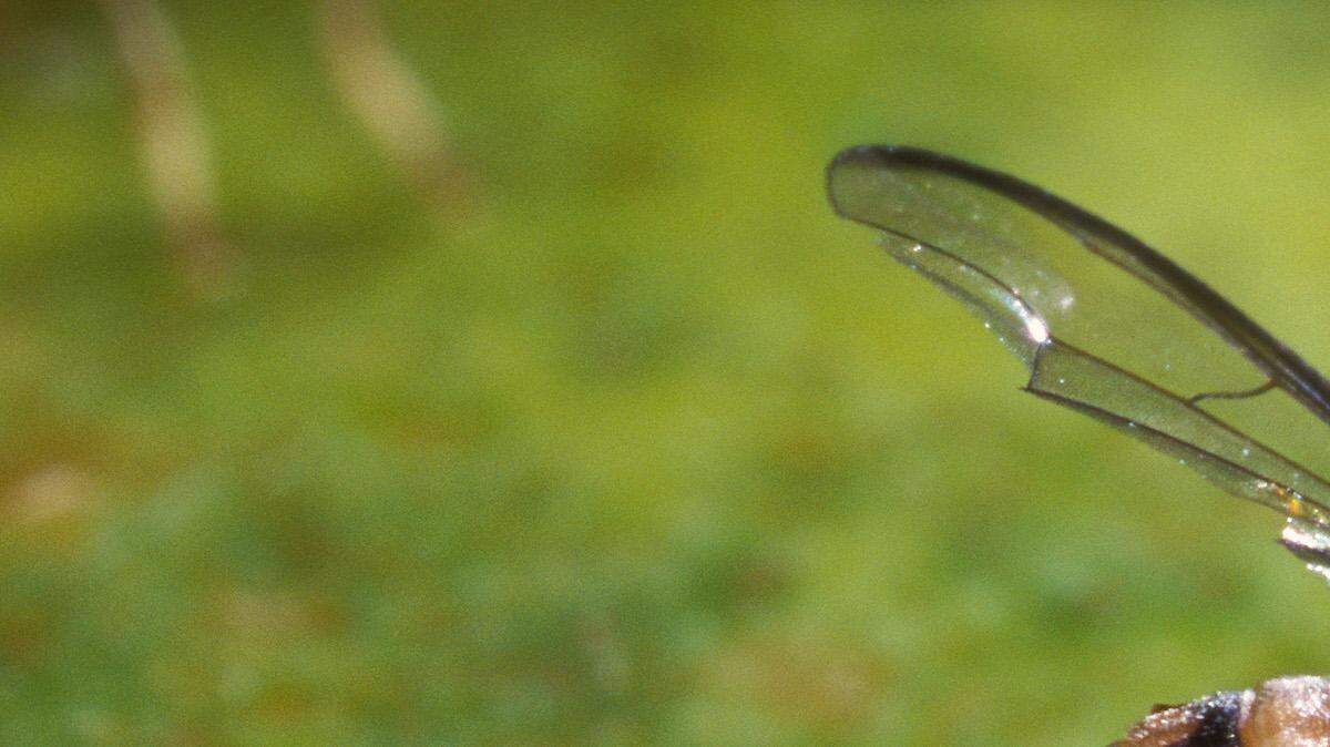 Bactrocera dorsalis - Wikipedia