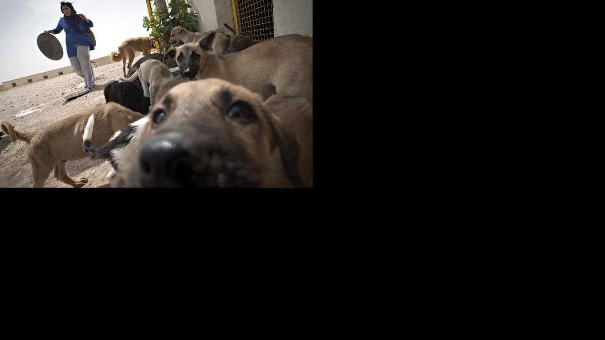 Una voluntaria alimenta a un grupo de perros en un refugio de animales en Hashtgerd, Irán. 