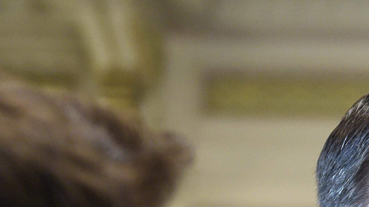El asistente de seguridad nacional de la Casa Blanca, Sebastian Gorka, dijo a The Associated Press que renunció a su cargo el viernes 25 de agosto de 2017. Foto de archivo de mayo del 2017.