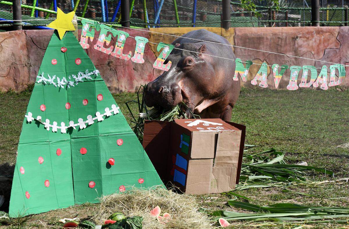 A hippopotamus at Hacienda Napoles theme park, once the private zoo of late drug lord Pablo Escobar, in Doradal, Colombia, on Dec. 11, 2025.