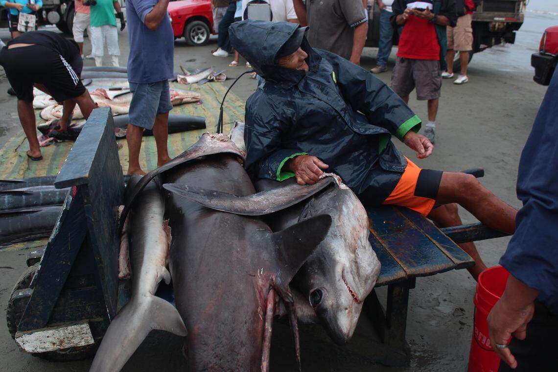 Todos los días en Manta, Ecuador, los pescadores venden cientos de tiburones, solamente superados por la industria internacional de ese sector.