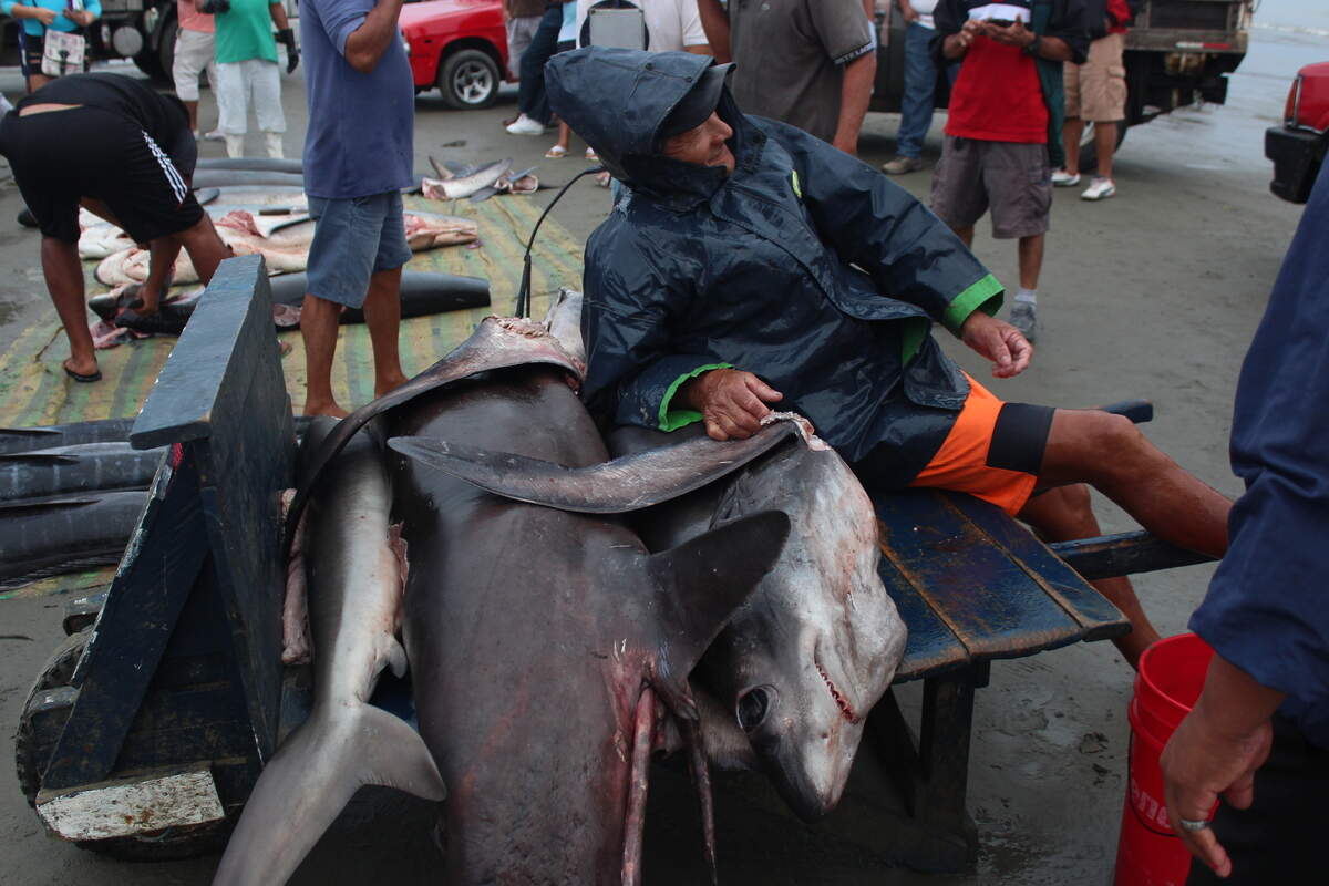 Todos los días en Manta, Ecuador, los pescadores venden cientos de tiburones, solamente superados por la industria internacional de ese sector.