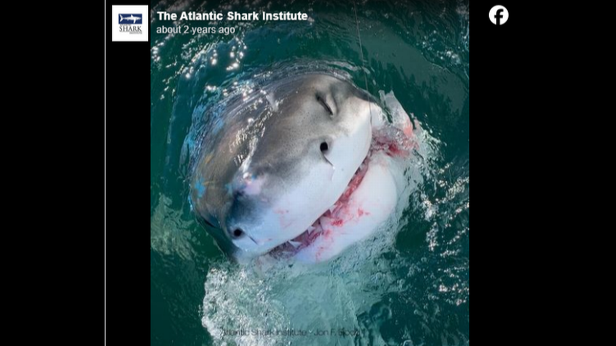 Se sabe que el gran tiburón blanco se alimenta de focas que viven en aguas de Nueva Inglaterra. Sin embargo, son depredadores oportunistas que tratarán de devorar otros tiburones si se presenta la oportunidad, dijeron expertos.